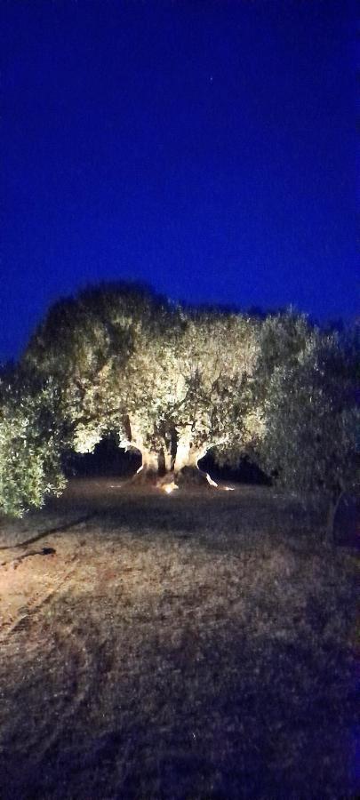 Agriturismo Il Vecchio Olivo Castagneto Carducci Exterior foto